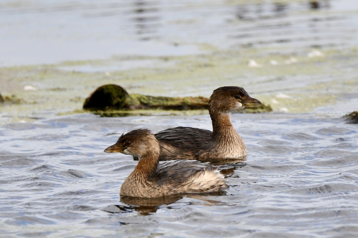 Pied-billed Grebe - ML643615343