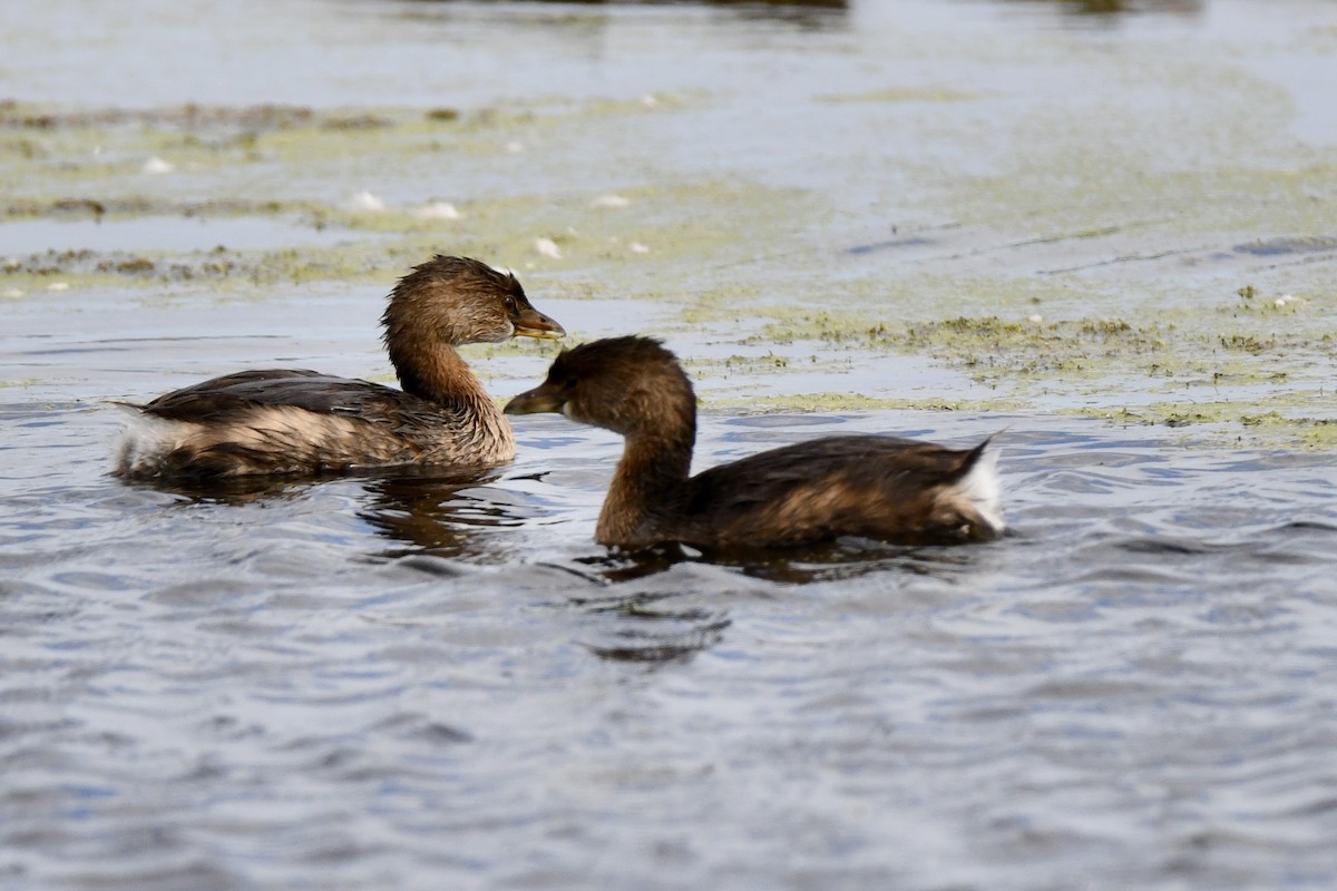 Pied-billed Grebe - ML643615344