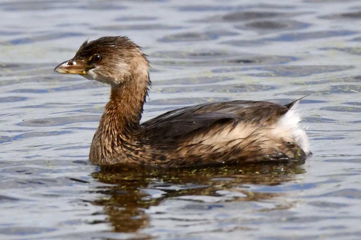 Pied-billed Grebe - ML643615345