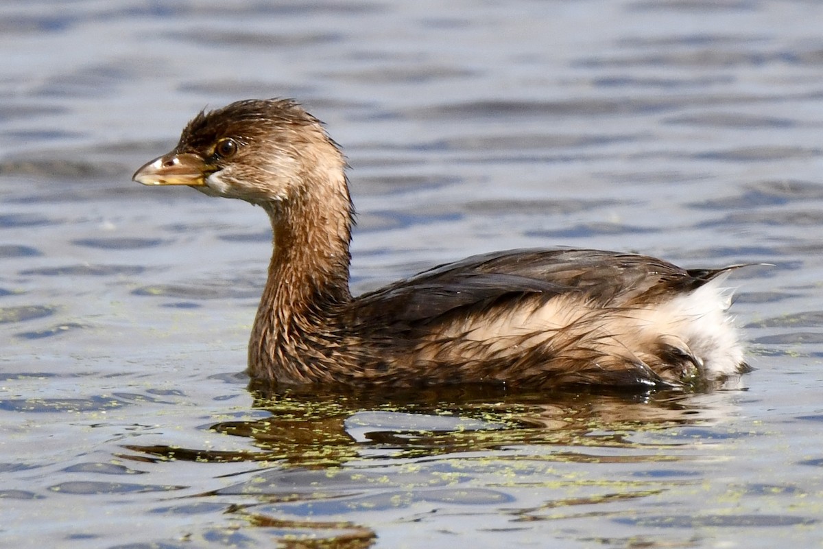 Pied-billed Grebe - ML643615346