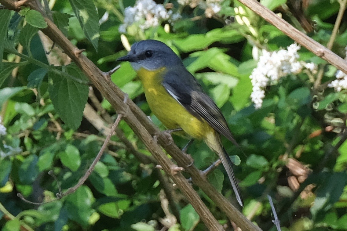 Eastern Yellow Robin - ML643615350