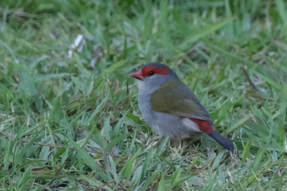 Red-browed Firetail - ML643615357