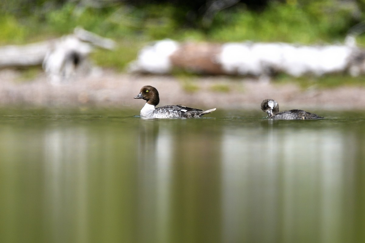 Barrow's Goldeneye - ML643615359