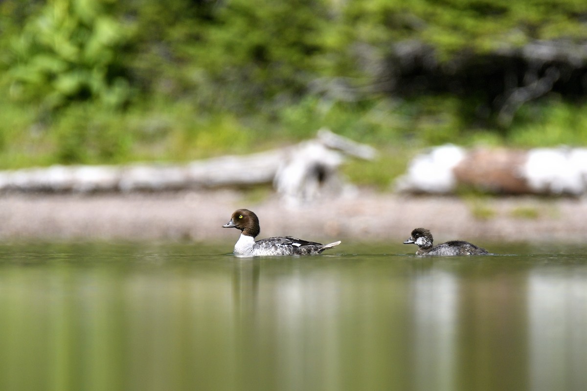 Barrow's Goldeneye - ML643615360