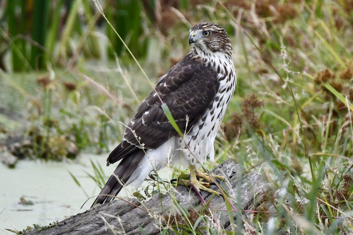 Cooper's Hawk - ML643615365