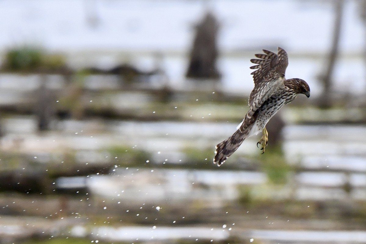 Cooper's Hawk - ML643615366
