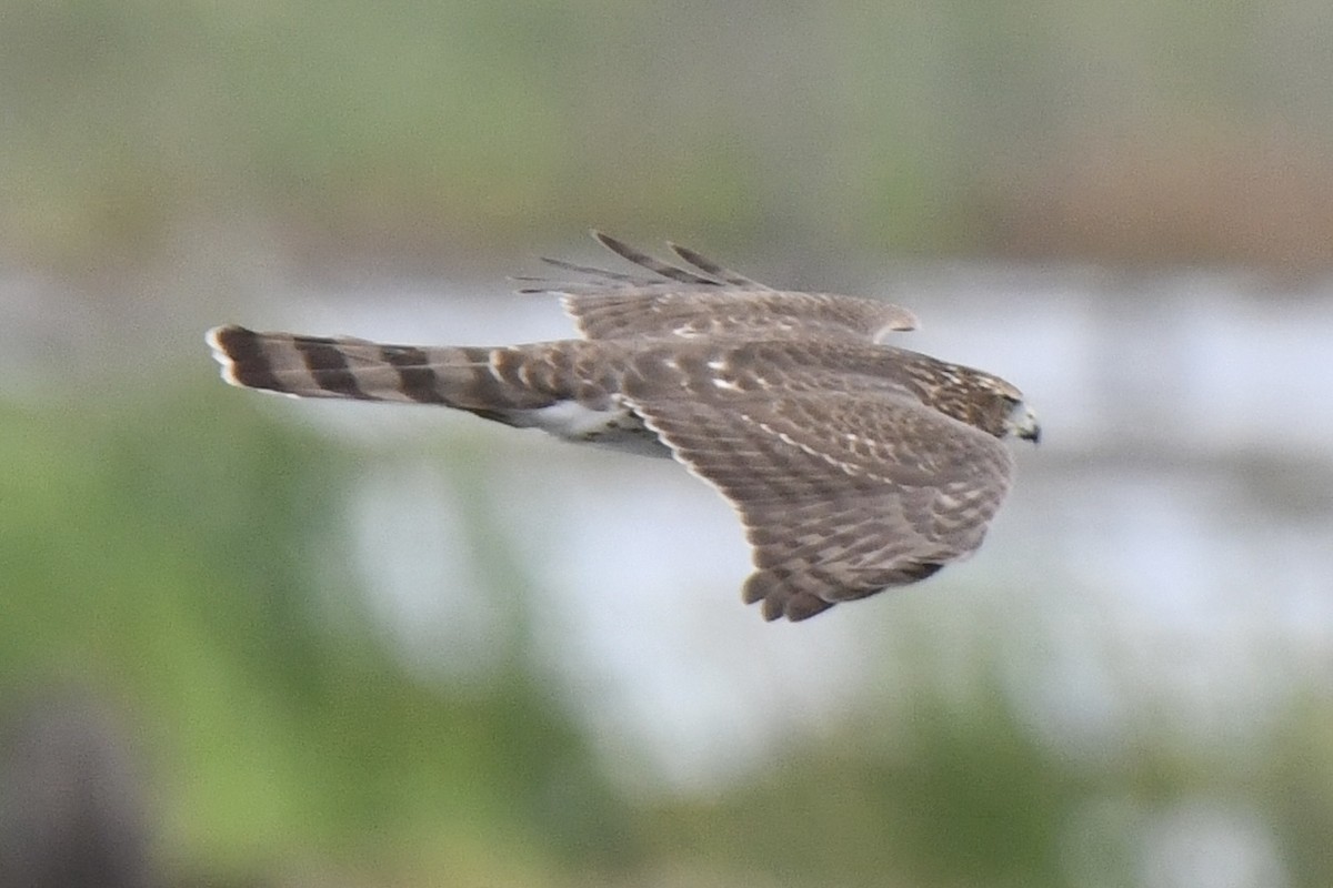Cooper's Hawk - ML643615367