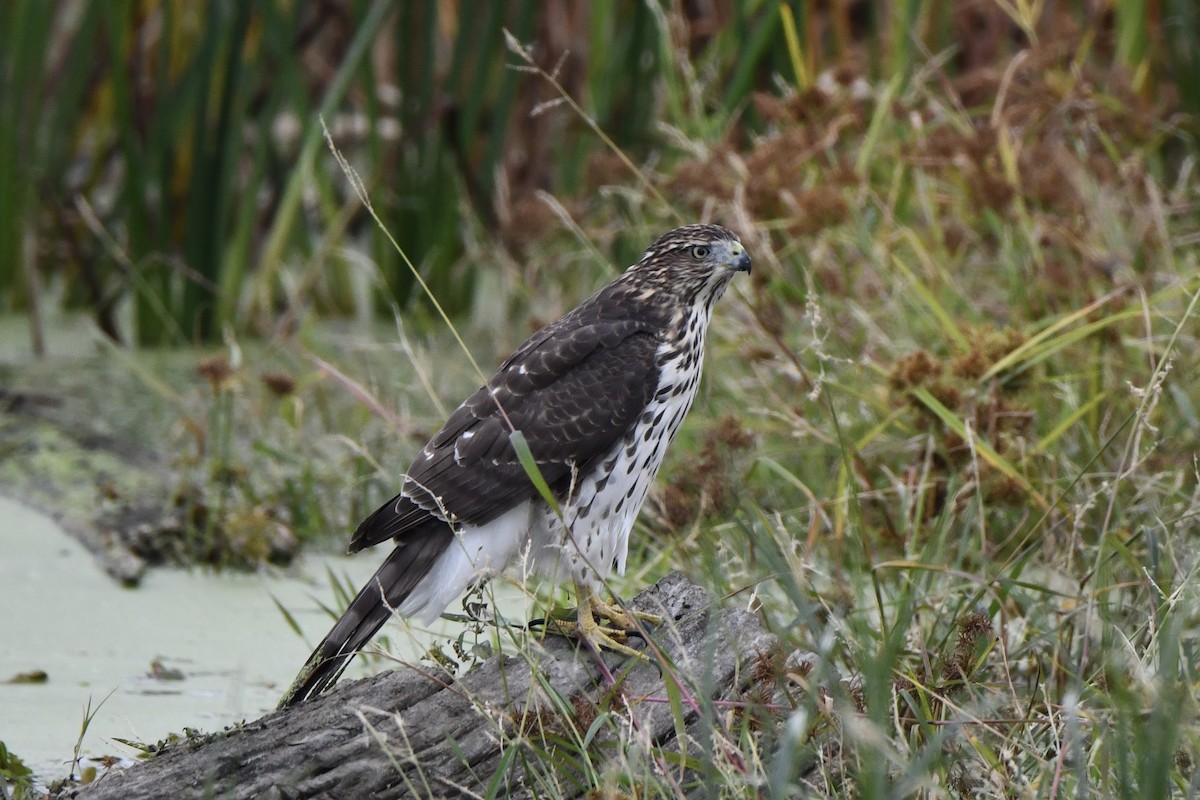 Cooper's Hawk - ML643615368