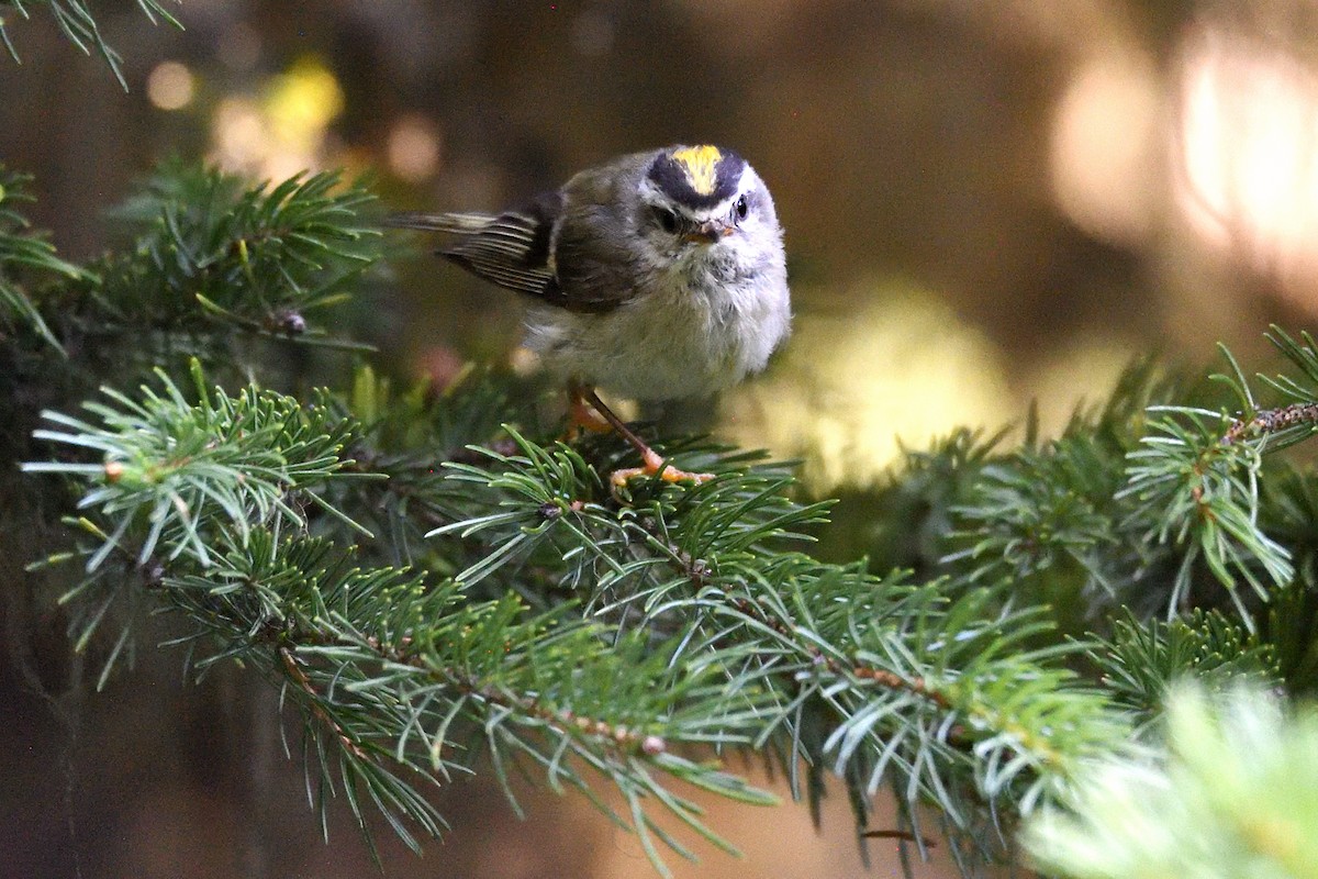 Golden-crowned Kinglet - ML643615391
