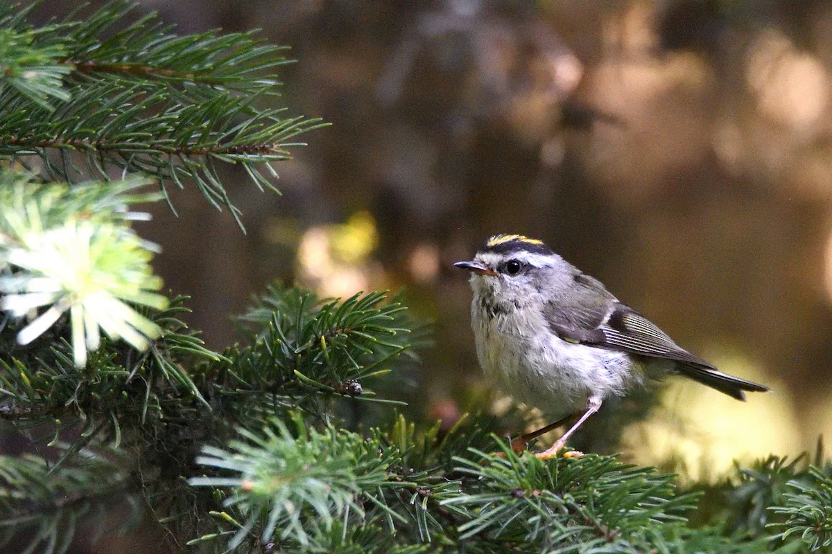 Golden-crowned Kinglet - ML643615392