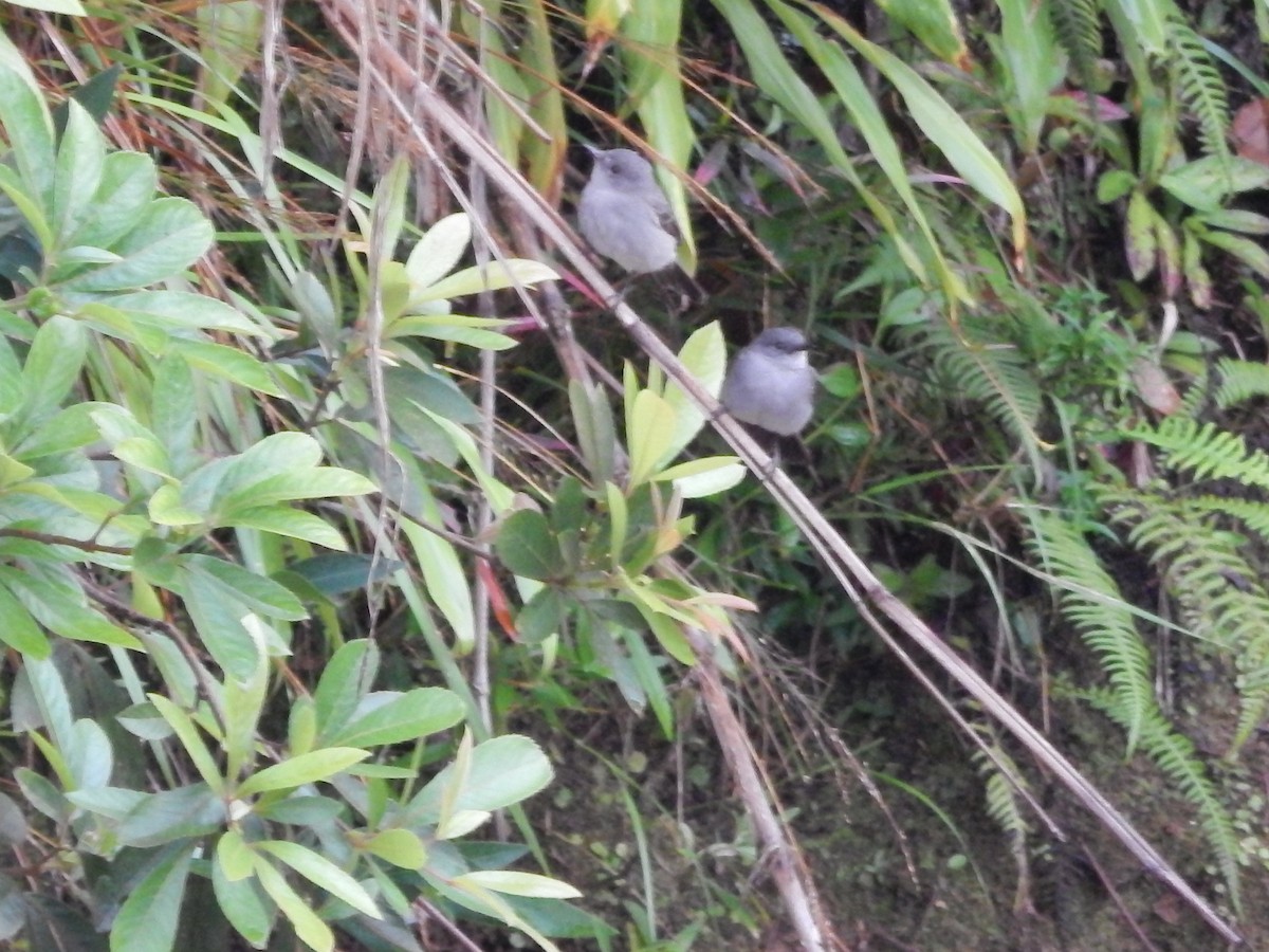 Sooty Tyrannulet - ML643615401