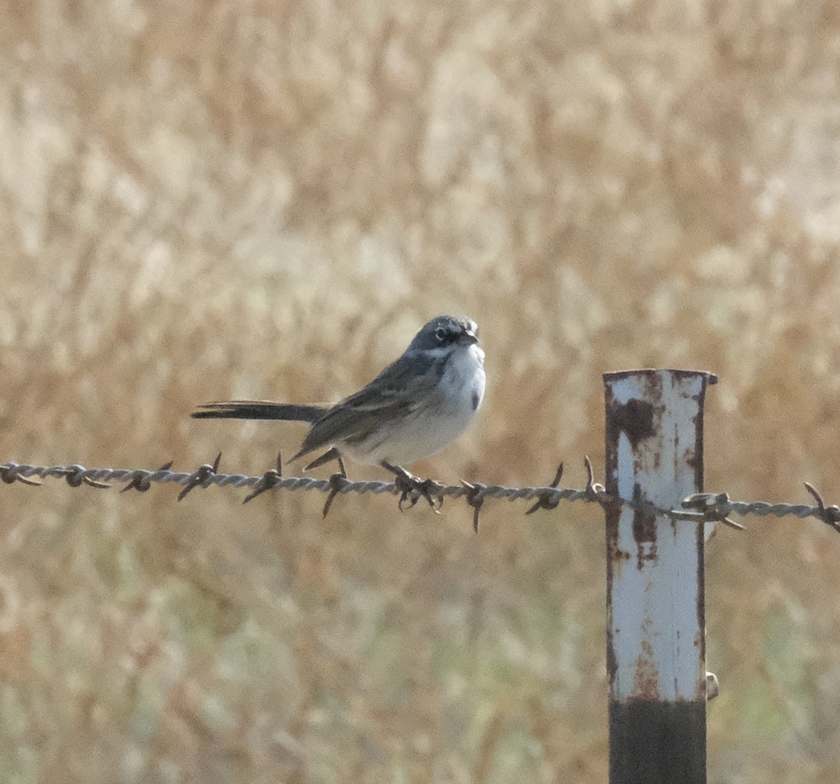 Sagebrush Sparrow - ML643615402