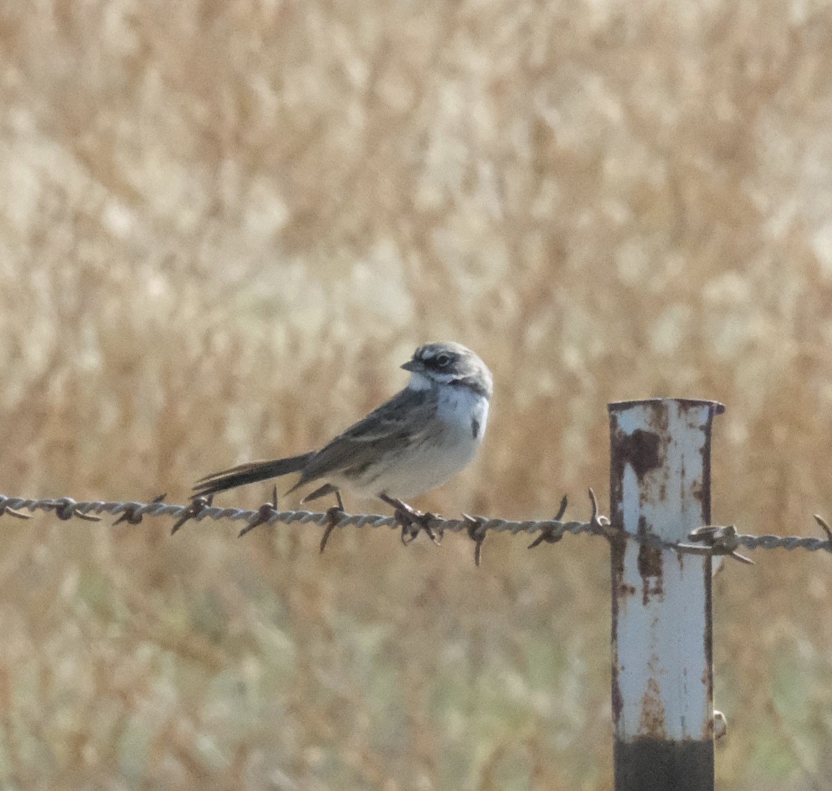 Sagebrush Sparrow - ML643615403