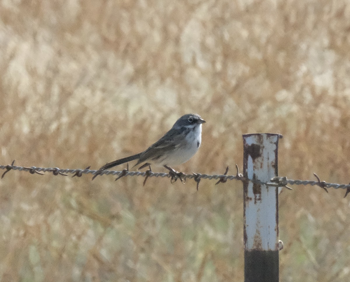 Sagebrush Sparrow - ML643615404