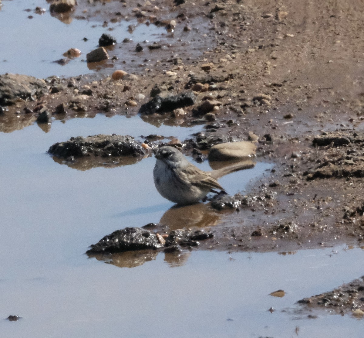 Sagebrush Sparrow - ML643615405