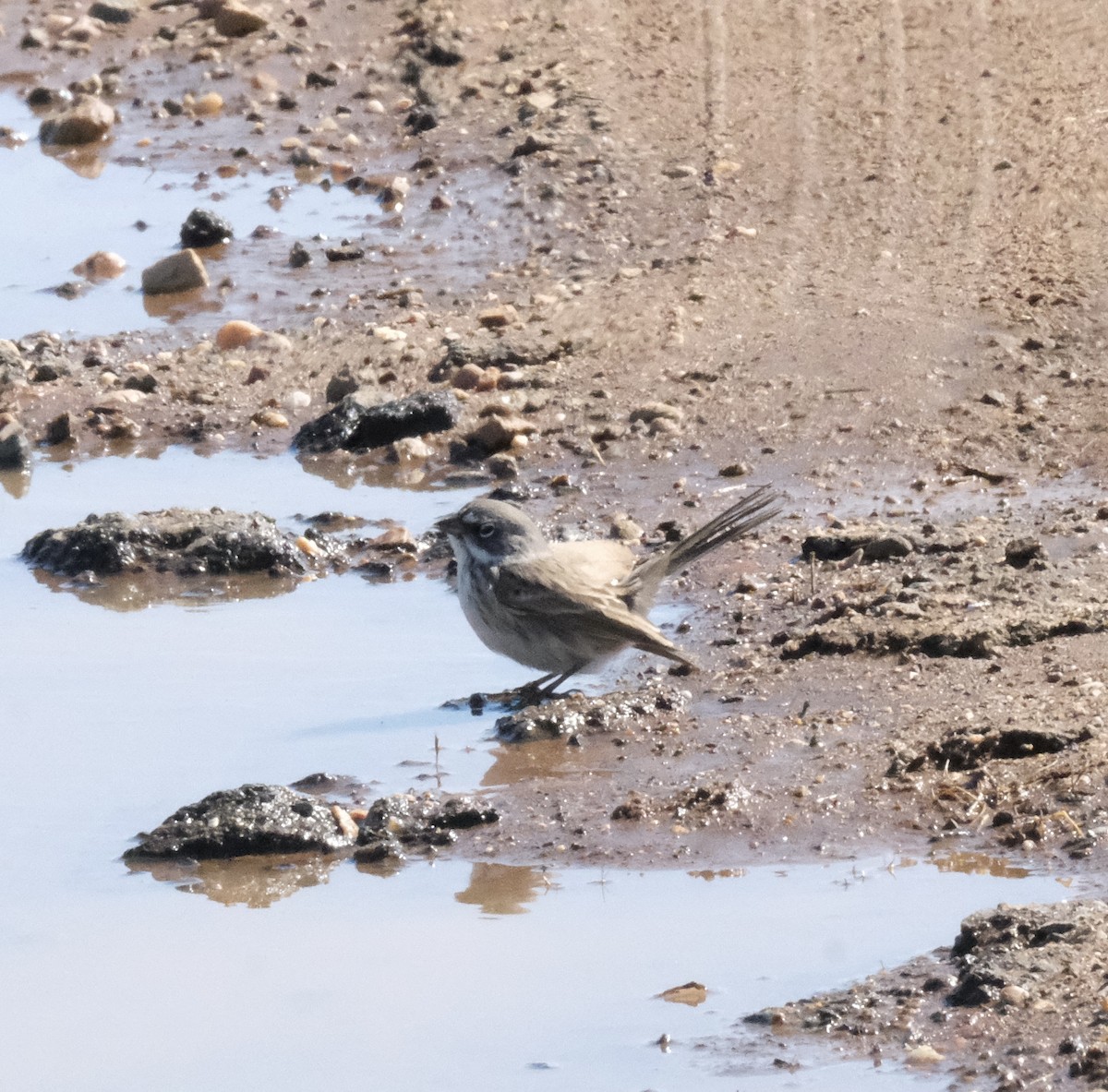 Sagebrush Sparrow - ML643615406