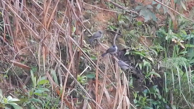 Sooty Tyrannulet - ML643615407