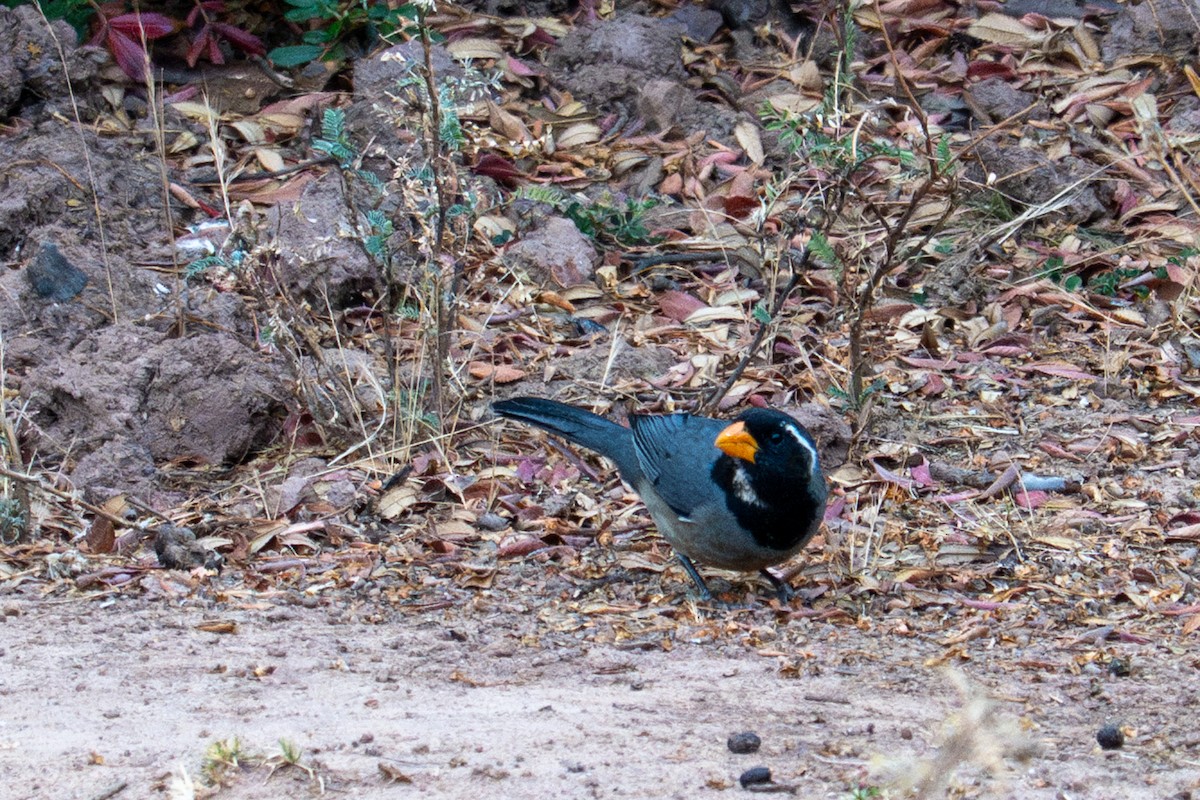 Golden-billed Saltator - ML643615413
