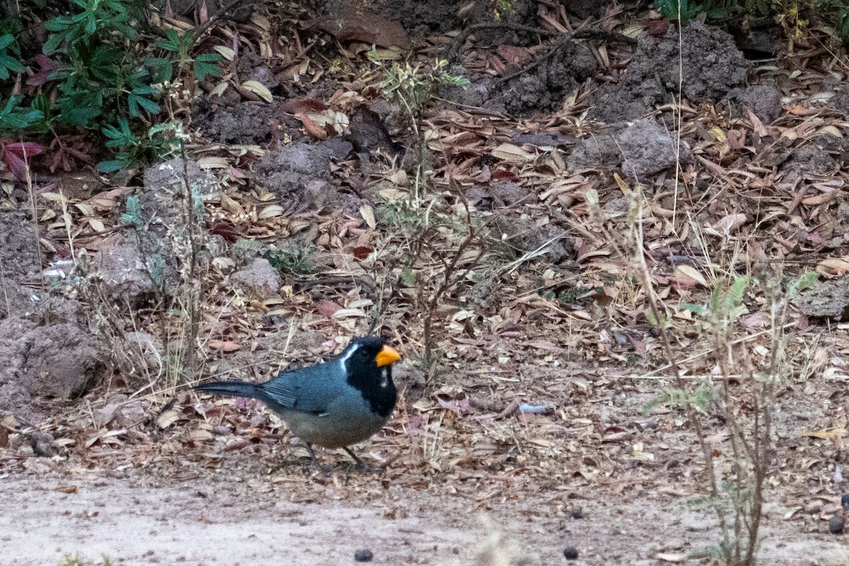 Golden-billed Saltator - ML643615414