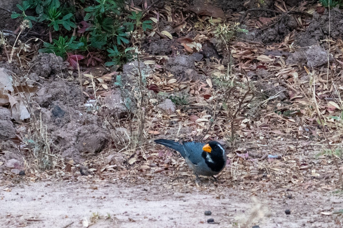 Golden-billed Saltator - ML643615415