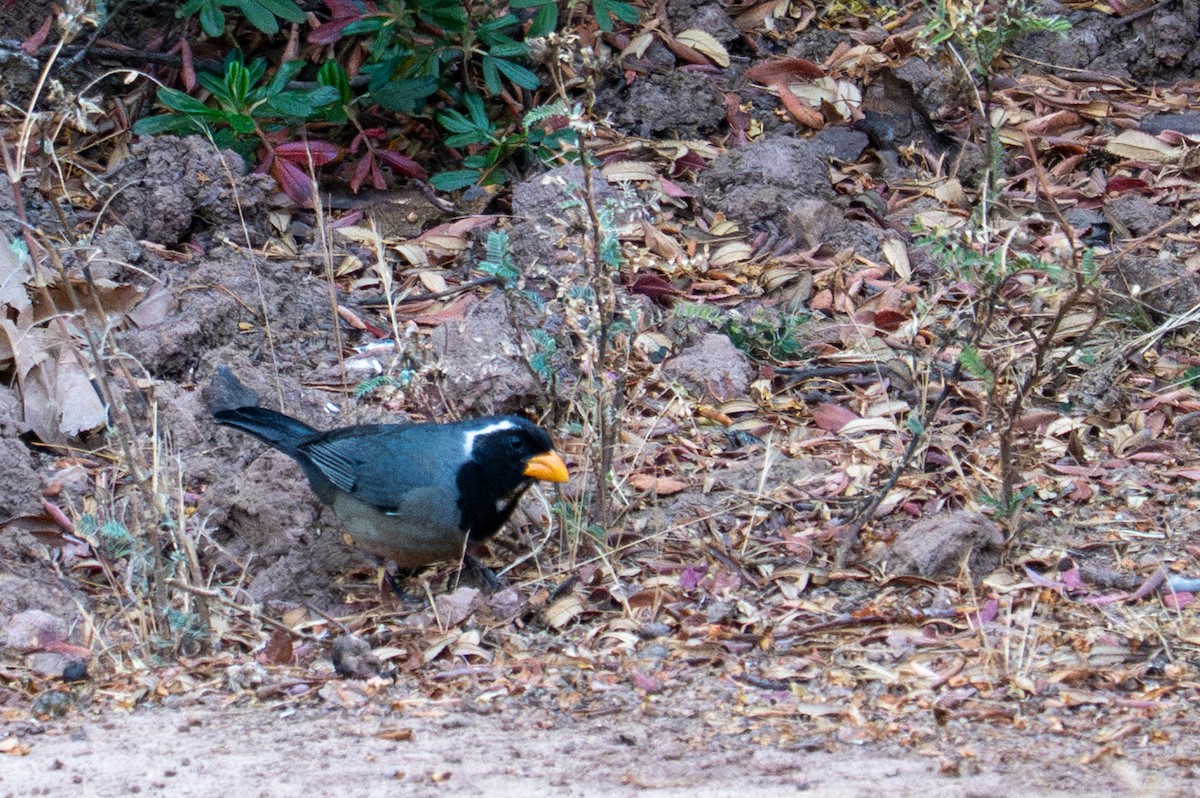 Golden-billed Saltator - ML643615416