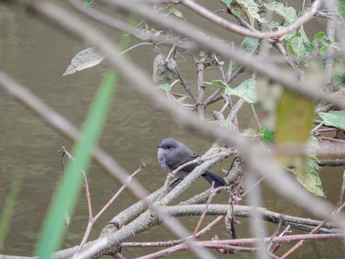 Sooty Tyrannulet - ML643615423