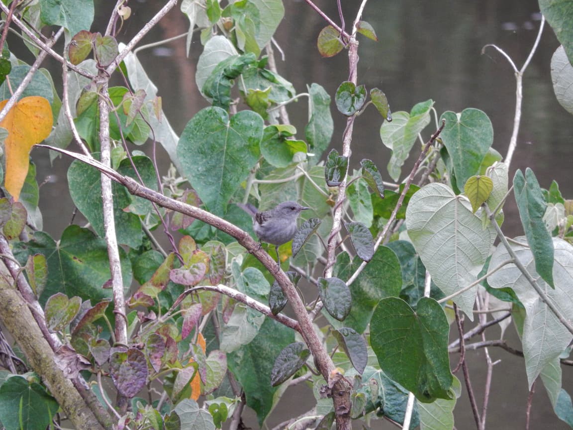 Sooty Tyrannulet - ML643615424