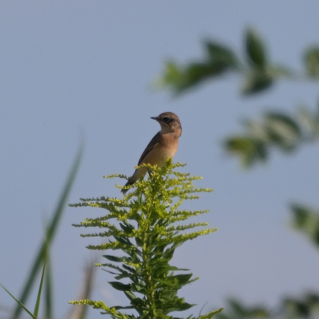 Amur Stonechat - ML643615495