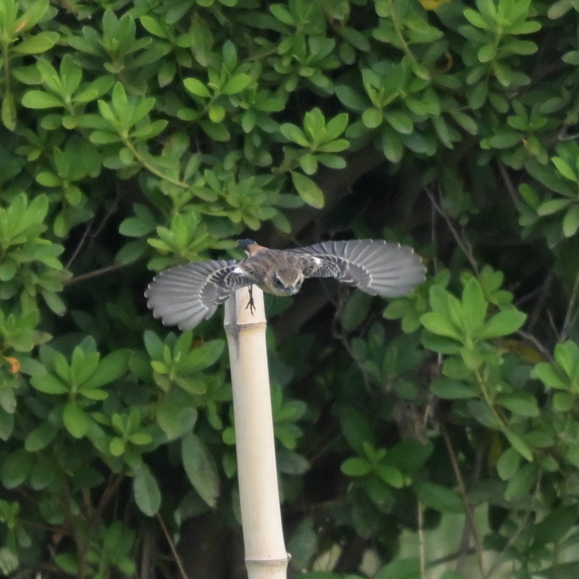 Amur Stonechat - ML643615496