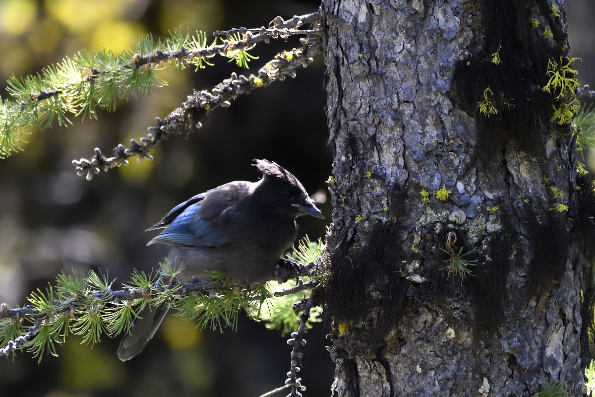 Steller's Jay (Northwest Interior) - ML643615504