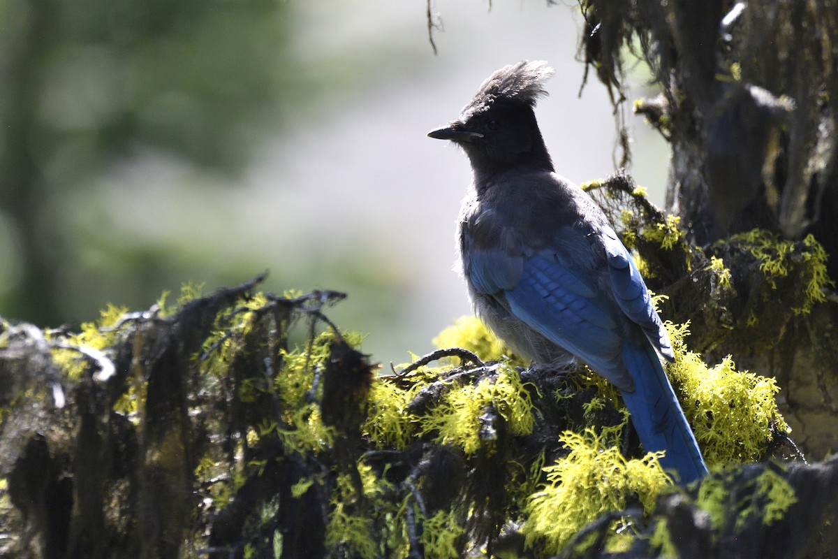 Steller's Jay (Northwest Interior) - ML643615505