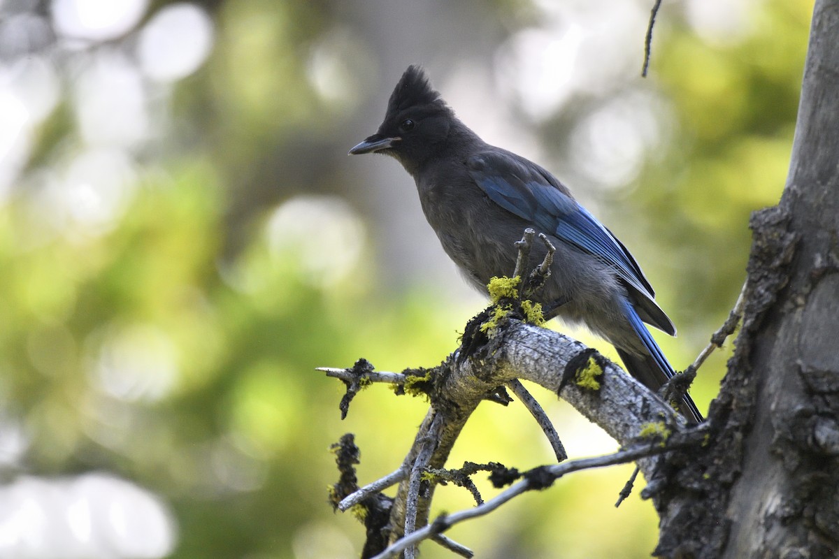 Steller's Jay (Northwest Interior) - ML643615507