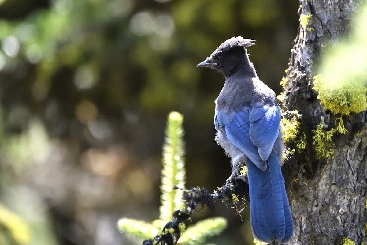 Steller's Jay (Northwest Interior) - ML643615508