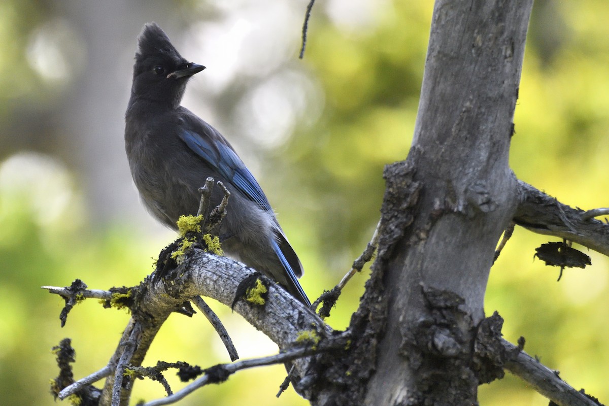 Steller's Jay (Northwest Interior) - ML643615509