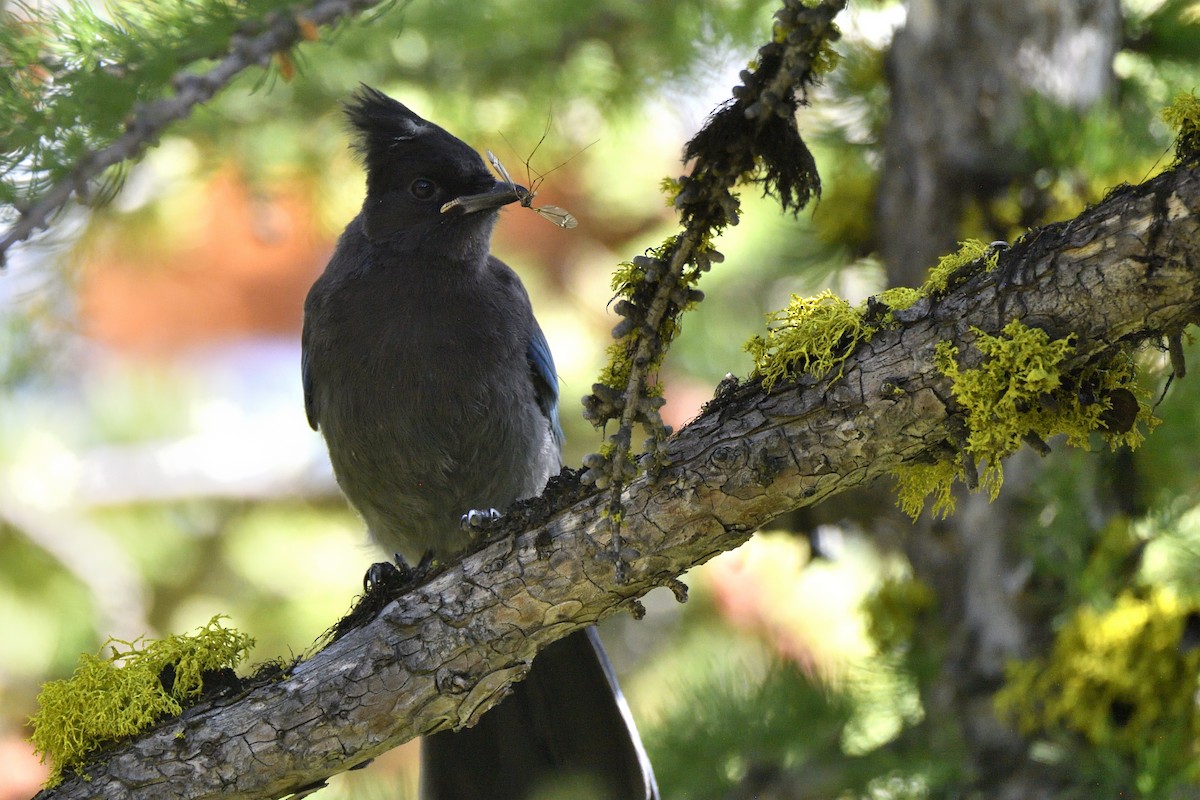 Steller's Jay (Northwest Interior) - ML643615510