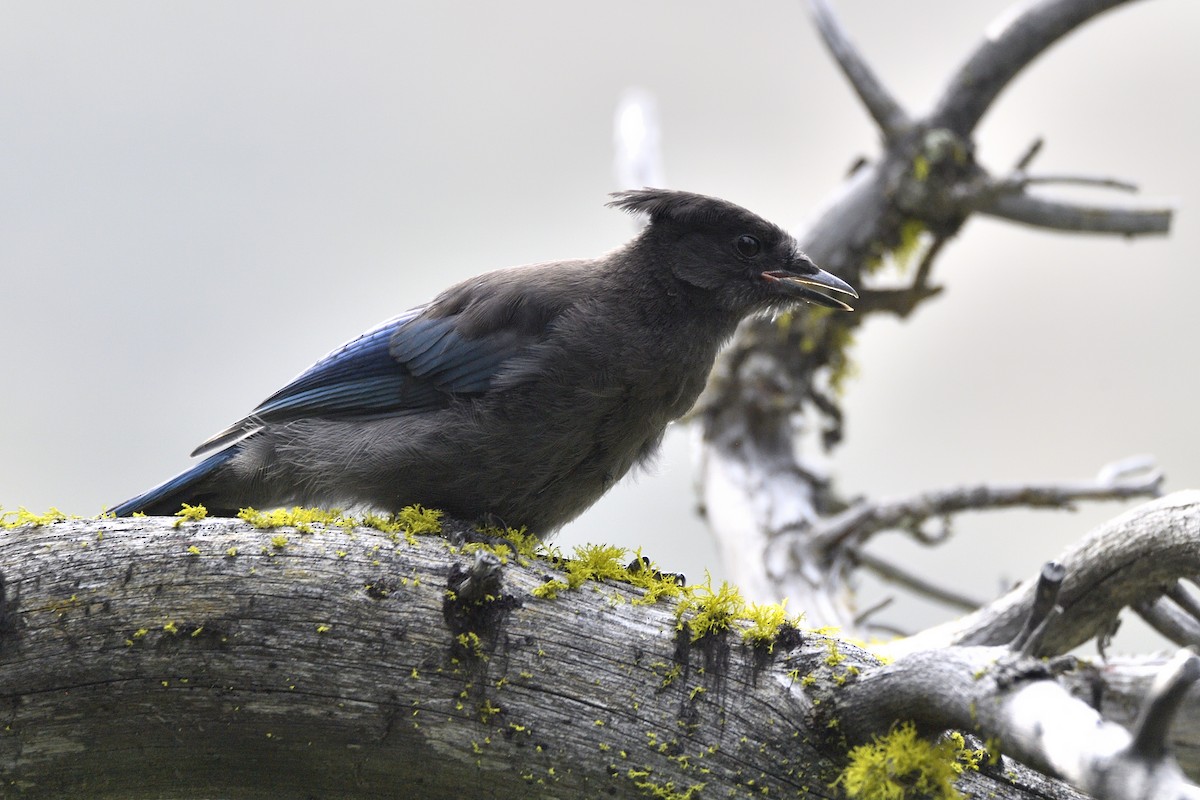 Steller's Jay (Northwest Interior) - ML643615511