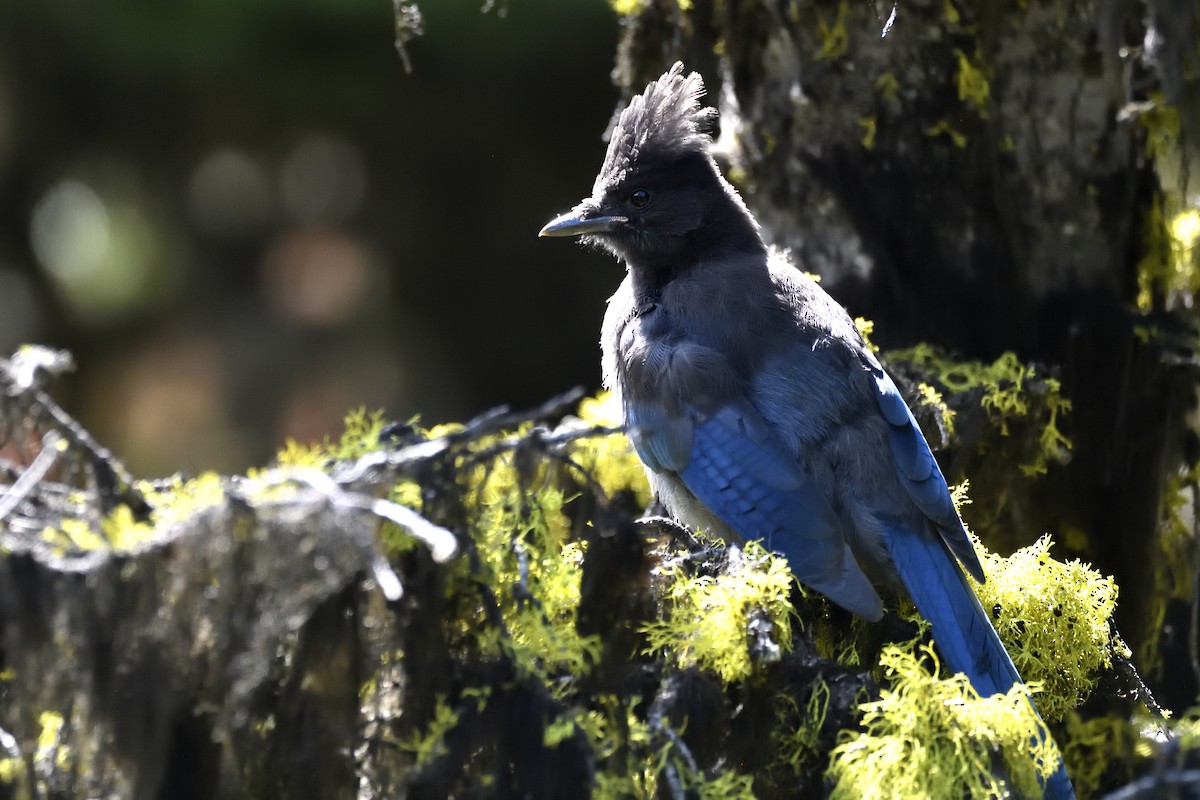 Steller's Jay (Northwest Interior) - ML643615512