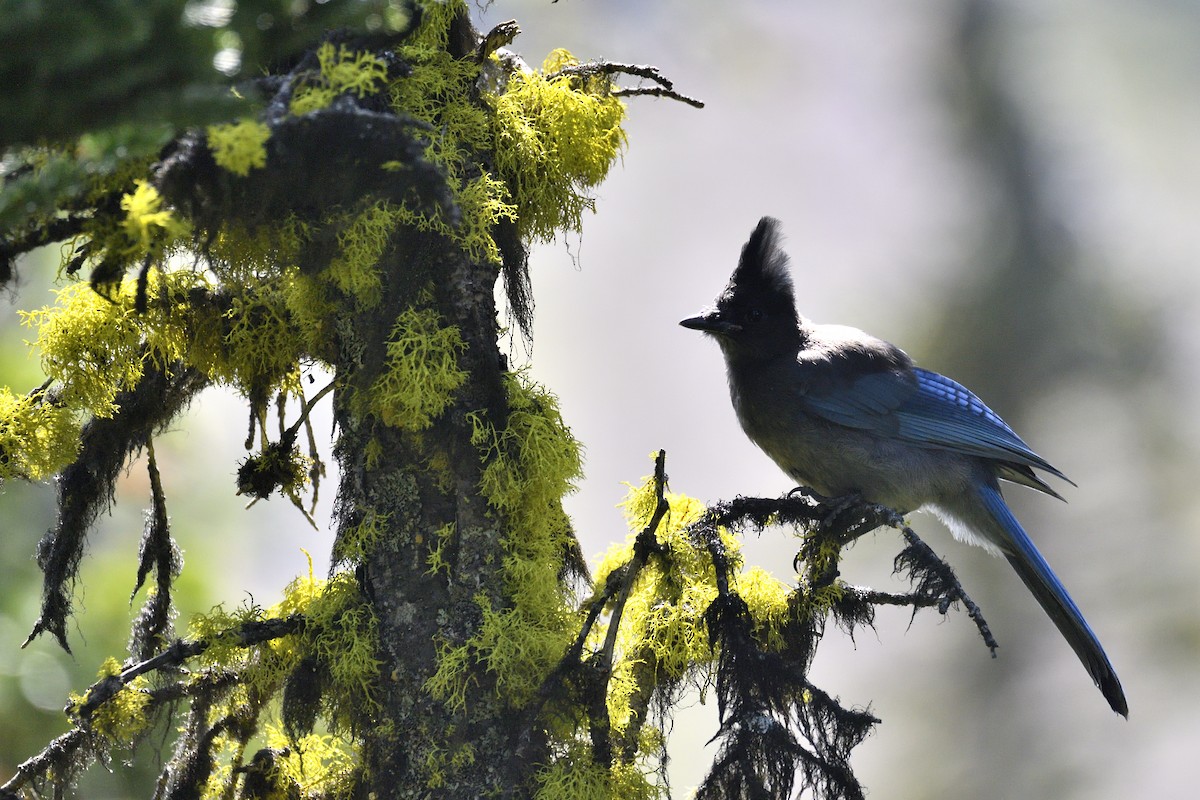 Steller's Jay (Northwest Interior) - ML643615513