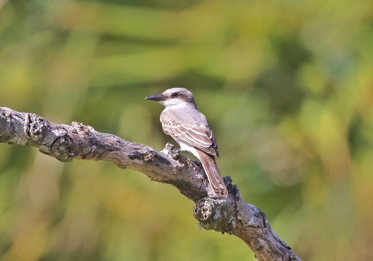 Gray Kingbird - ML643615523