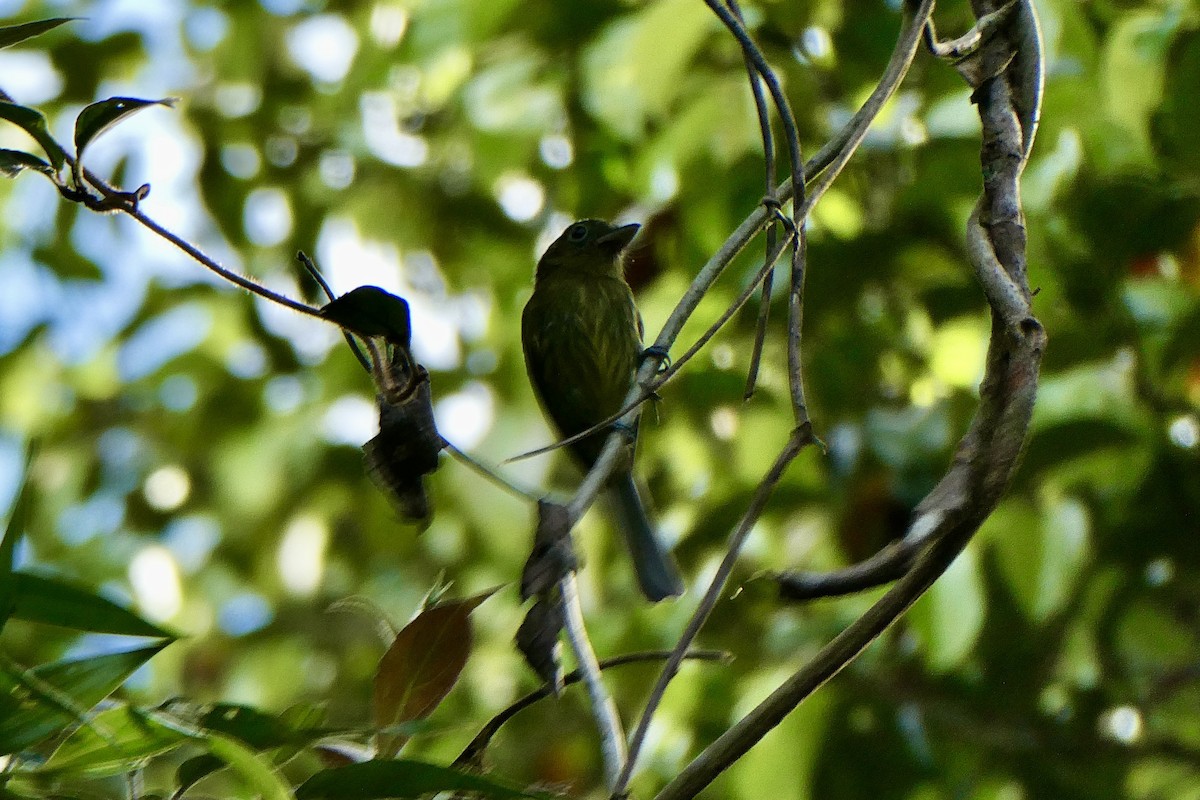 Pacific Flatbill - ML643615524