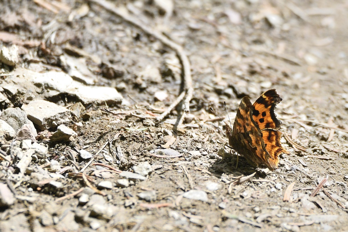 Satyr Comma - ML643615525