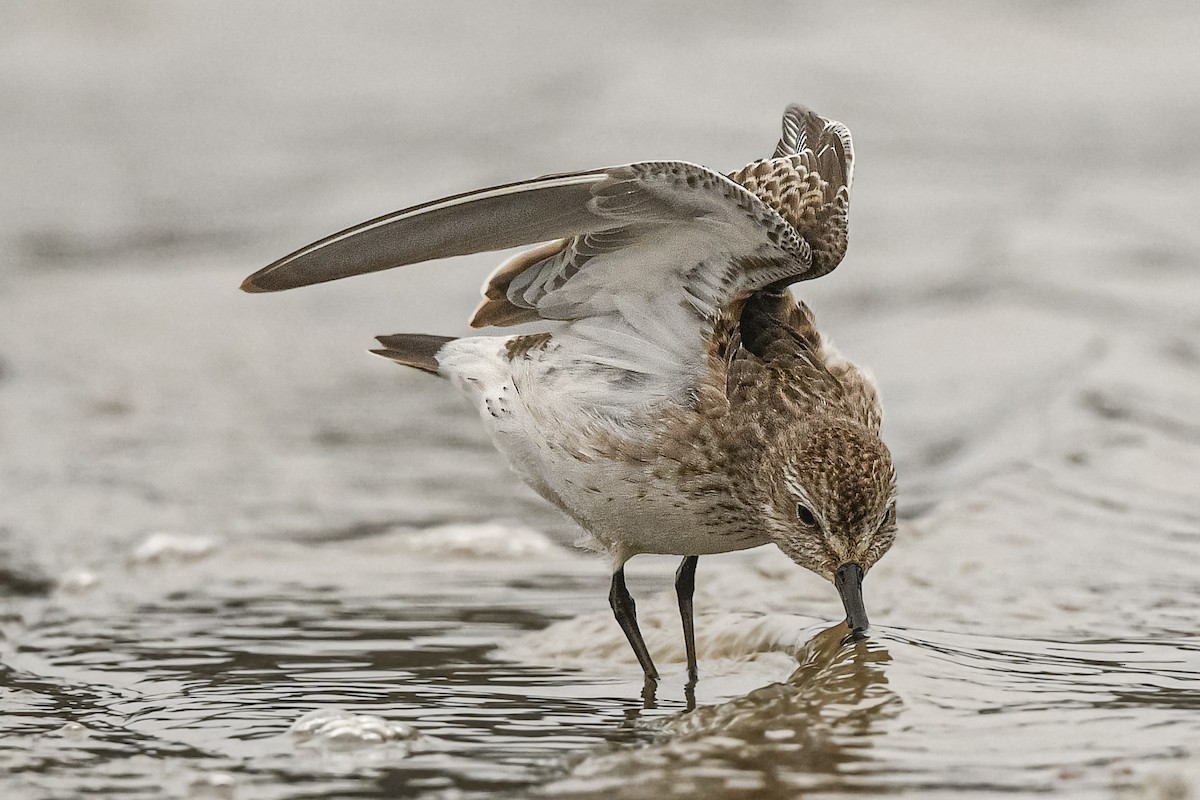 Weißbürzel-Strandläufer - ML643615529