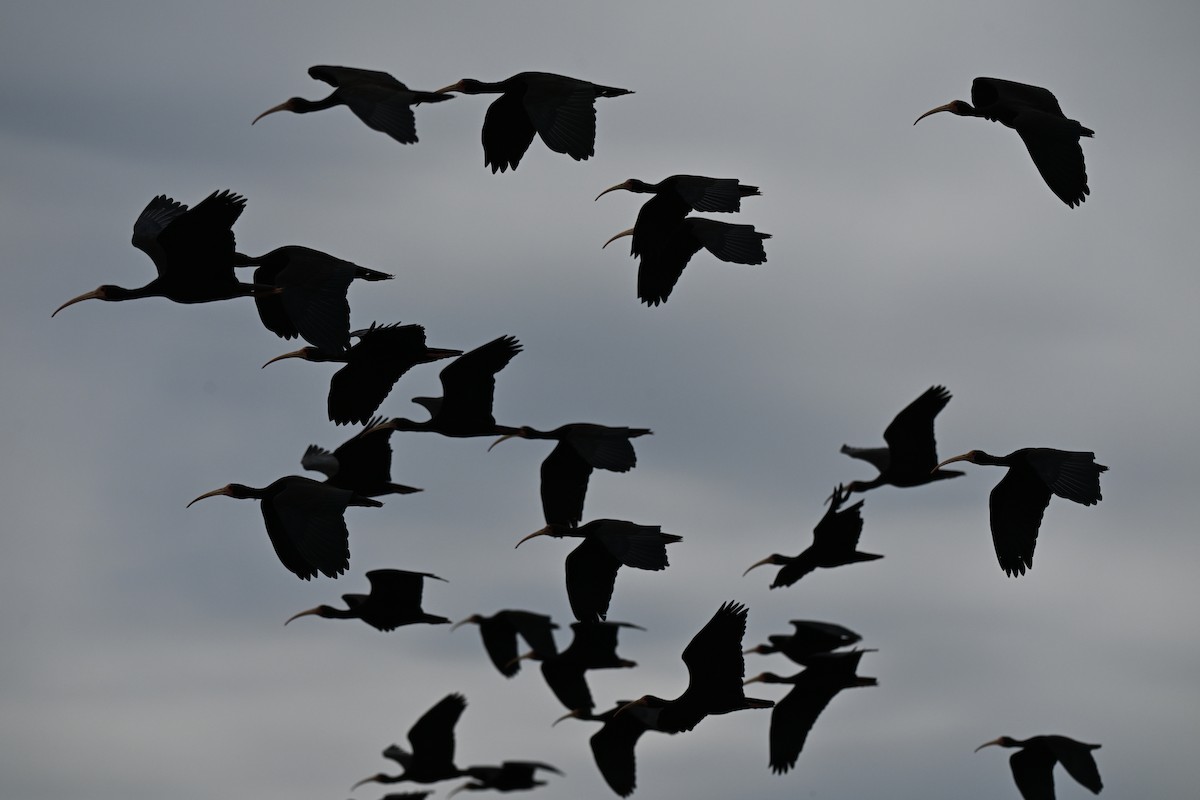 rødmaskeibis - ML643615532