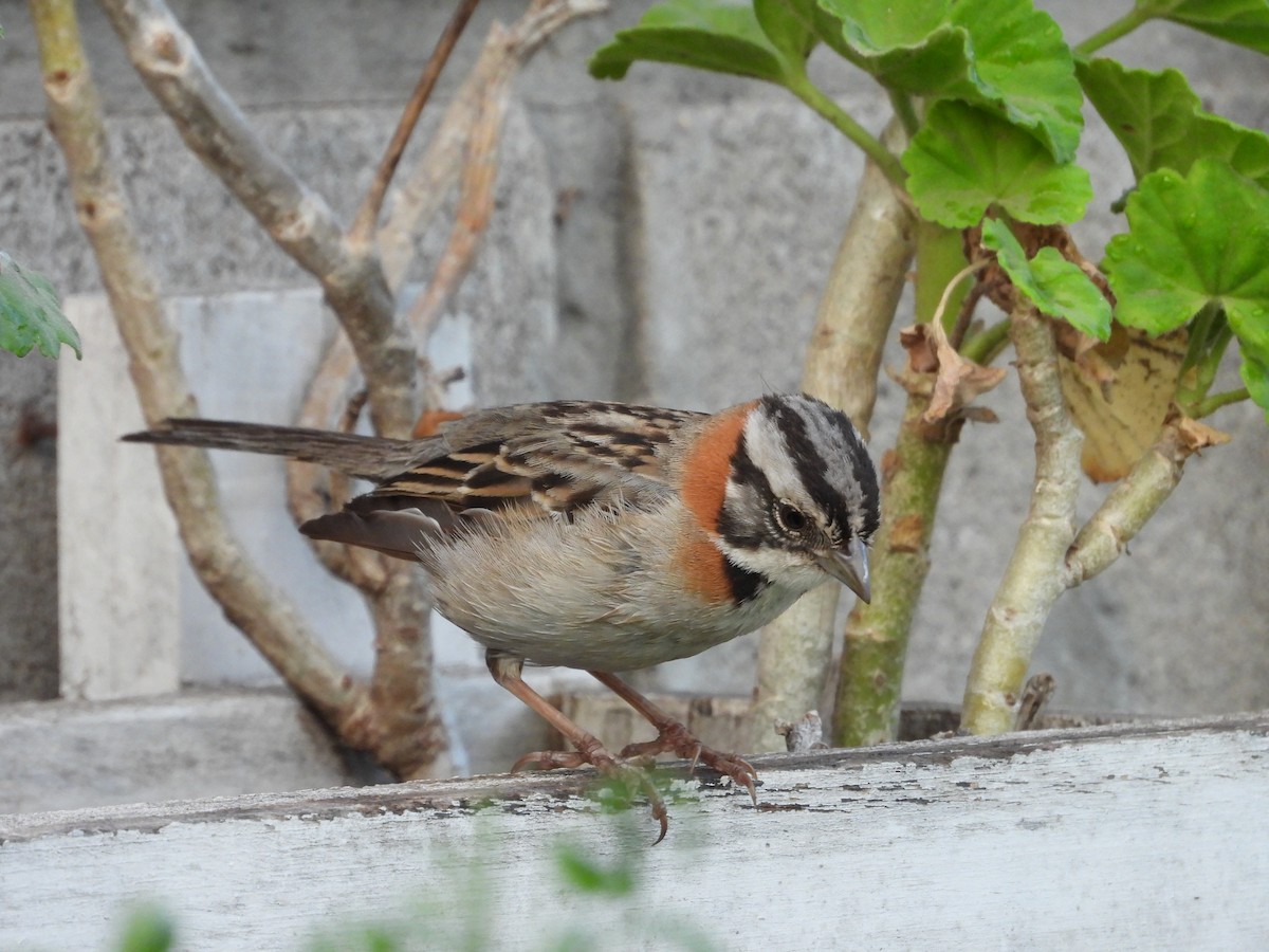 Rufous-collared Sparrow - ML643615540