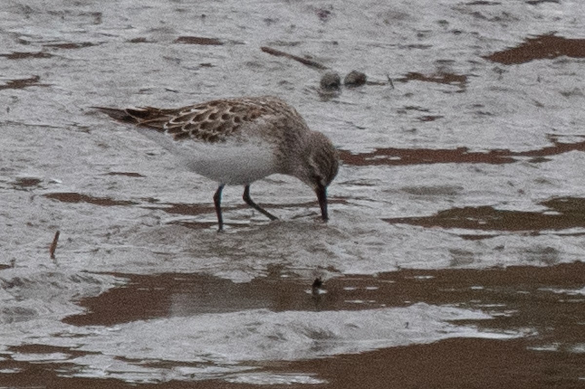 Weißbürzel-Strandläufer - ML643615552