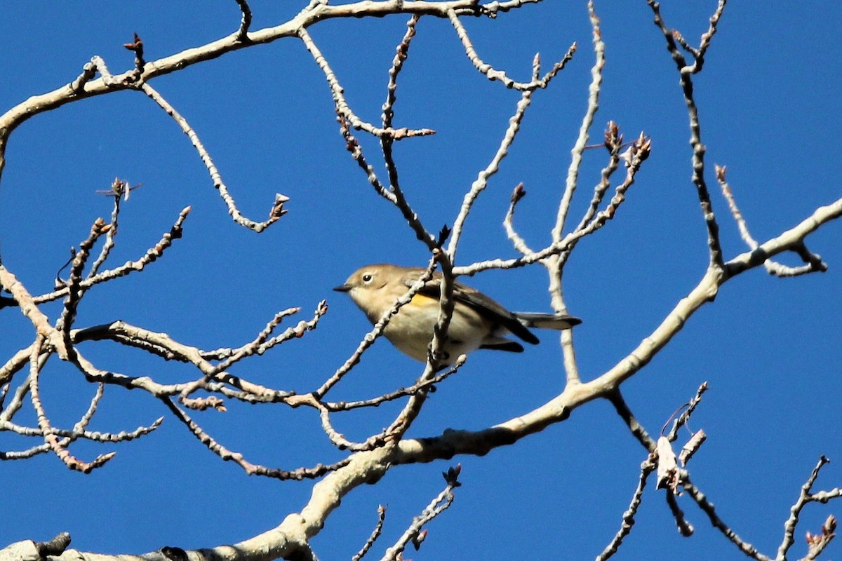 Yellow-rumped Warbler - ML643615567