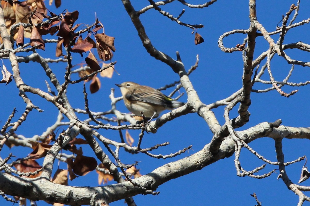Yellow-rumped Warbler - ML643615574