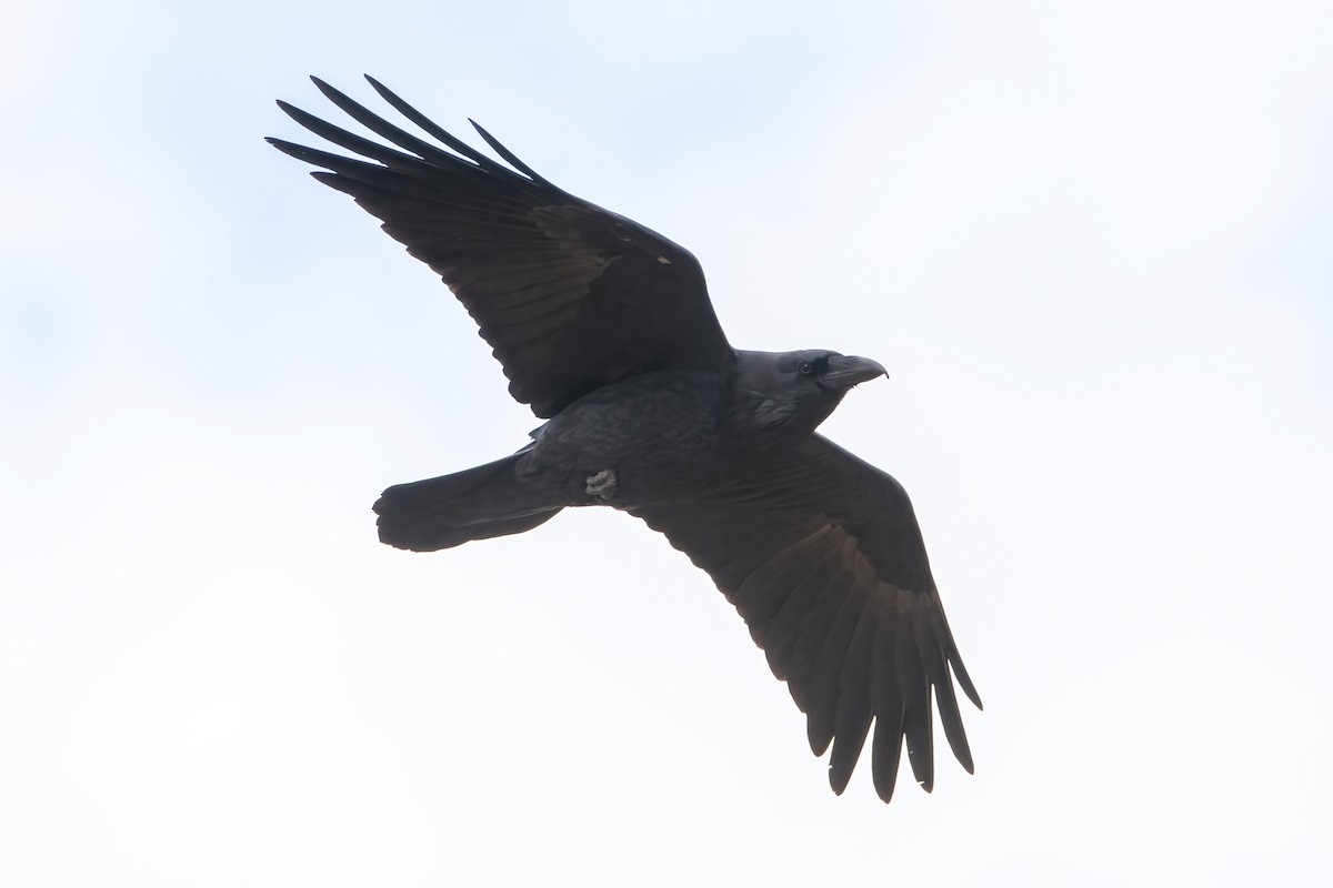 Cuervo Grande - ML643615580