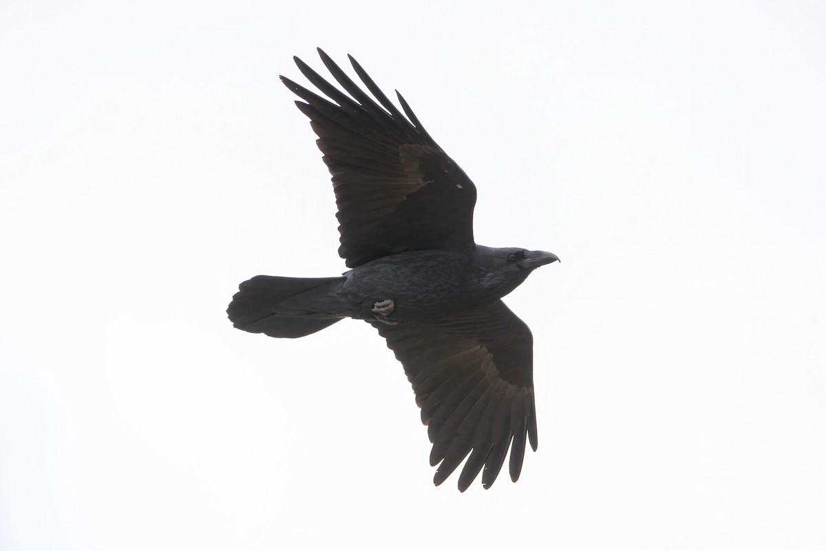 Cuervo Grande - ML643615581