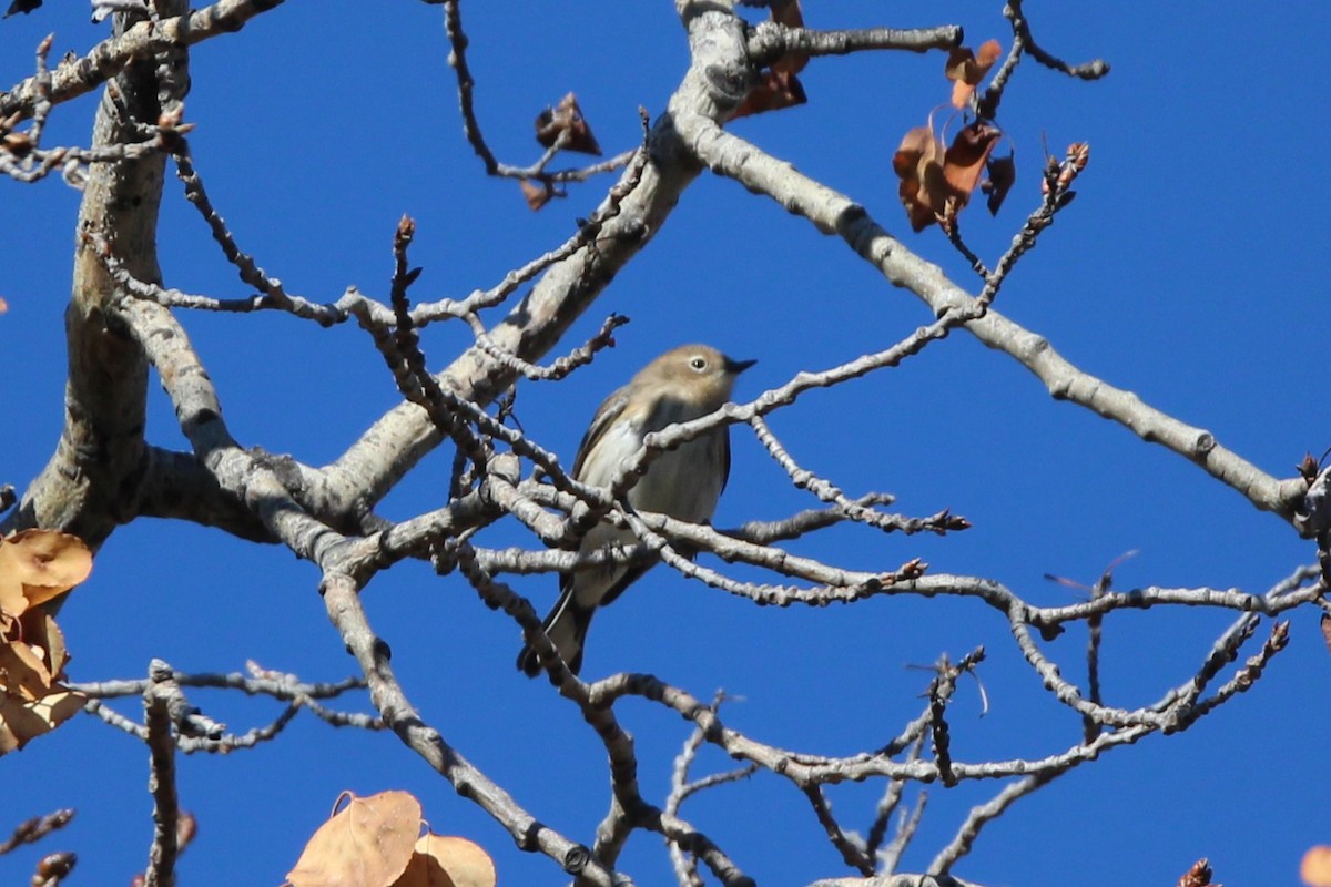 Yellow-rumped Warbler - ML643615582